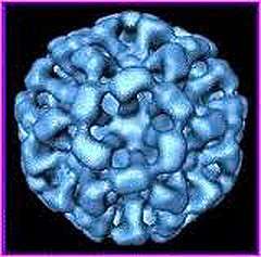 Food-safety expert warns, beware of Norovirus