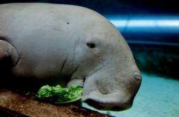 Footage on national broadcaster ABC also showed dugongs, or sea cows, being cut up for their meat