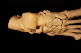 Foot bones allow researchers to determine sex of skeletal remains