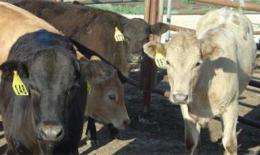 Forage, corn feed alternative for cattle may come from biodiesel industry
