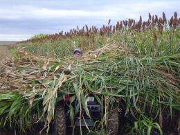 Forage silage alternatives sought in wake of drought