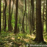 Forest management for a changing world