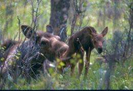 For juvenile moose, momma's boys and girls fare best