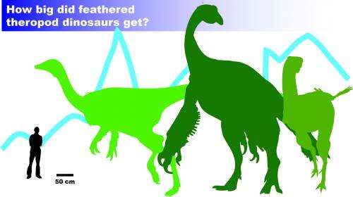 For some feathered dinosaurs, bigger not necessarily better