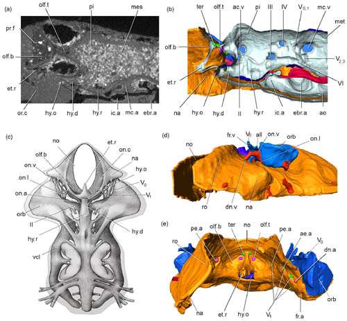 Fossil evidence supports developmental model for the origin of the jaw