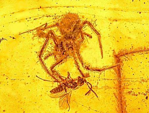 Fossil of ancient spider attack only one of its type ever discovered