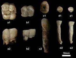 Fossil teeth of Gigantopithecus found from Yunnan-Guizhou plateau