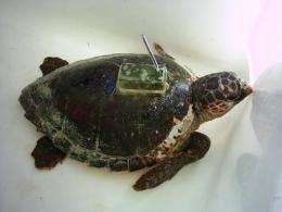 Freeing loggerhead turtles comes at a price
