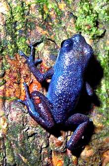 Frogs' bright colors cue scientists to diversity
