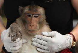 From the mouths of monkeys: New technique detects TB
