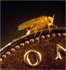 Fruit flies get kidney stones too!