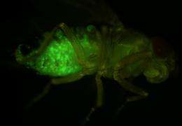 Fruit flies light the way for A*STAR scientists to pinpoint genetic changes that spell cancer 
