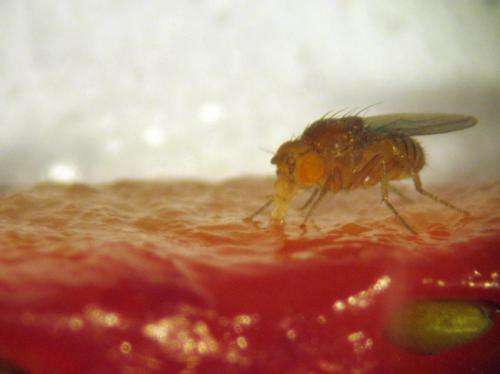 Fruit fly's 'sweet tooth' short-lived: U of British Columbia research