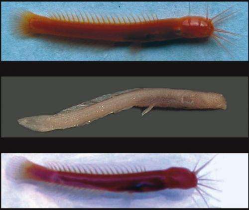 New blind catfish and eel found in India