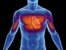 Fumarate greatly reduces heart attack damage in mice