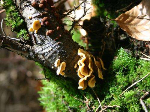 Fungi discovered to be source of methane