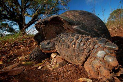 Galapagos tortoises are a migrating species