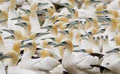 Gannet foraging sharpens thinking about marine conservation