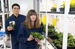 Gateway enzyme for chemicals from catnip to cancer drug