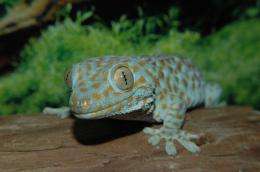 Scientists collaborate to gain understanding of self-cleaning gecko foot hair