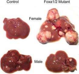 Gender differences in liver cancer risk explained by small changes in genome