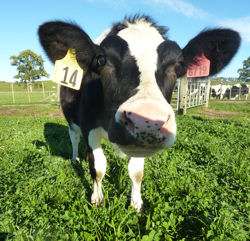Genetically engineered cow yields hypoallergenic, high-protein milk