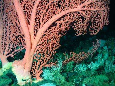 Genetic patterns of deep-sea coral provide insights into evolution of marine life