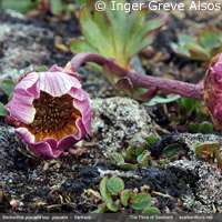 Genetics of arctic plants under serious threat from climate change, says EU-funded study