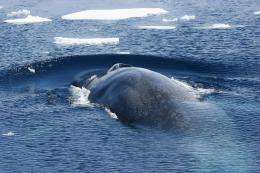 Genetic survey of endangered Antarctic blue whales shows surprising diversity