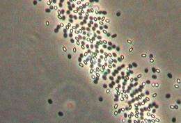 Germination of Bacillus species which can lead to food poisoning