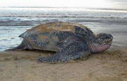 Movement patterns of endangered turtle vary from Pacific to Atlantic