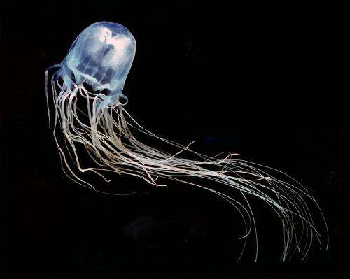 Lethal stings from the Australian box jellyfish could be treated with zinc