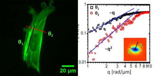 Giving fluorescence microscopy new power to study cellular transport