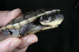 Global effort launched to save turtles from extinction