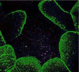 Good bugs gone bad: Gut immune cells keep beneficial microbes in their place