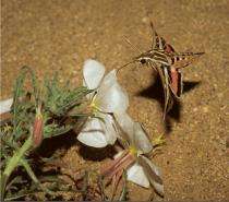 Got nectar? To hawkmoths, humidity is a cue 
