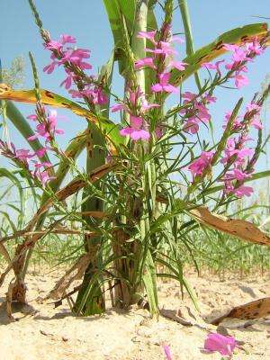 Grain crops with lower carotene levels are less affected by parasitic plants