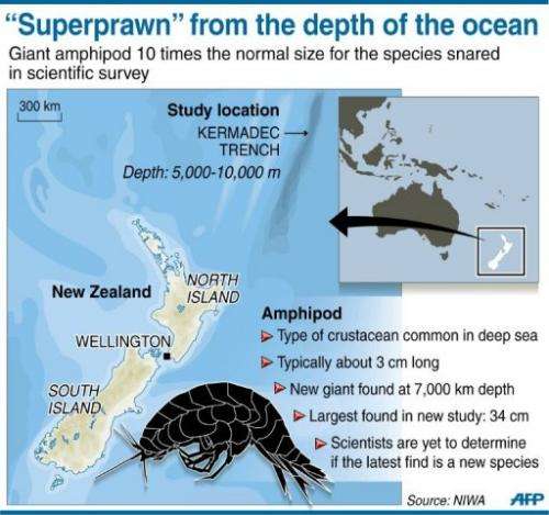 Graphic on the discovery of a "supergiant" crustacean in a deep-sea trench off the coast of New Zealand