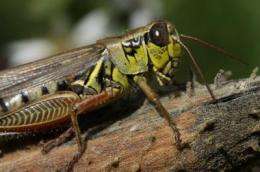 Grasshoppers 'stressed' by spiders affect the productivity of our soil