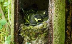 Great tits join forces to defend neighbours' nests