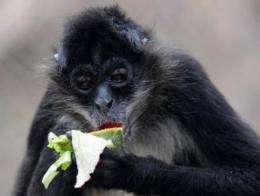 Habitats of spider monkeys are threatened because of strong demand for coffee and an increase in cocoa plantations