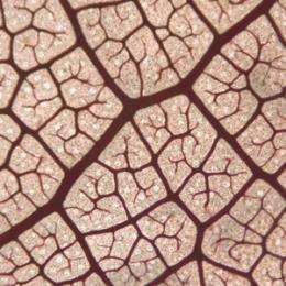 Hacking code of leaf vein architecture solves mysteries, allows predictions of past climate