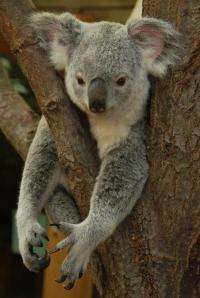 Hanging in there: Koalas have low genetic diversity