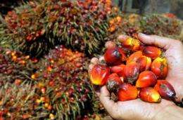 Harvested palm oil fruits