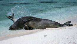 Hawaiian monk seal sent to Waikiki to save species (AP)