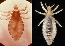 Head and body lice appear to be the same species, genetic study finds