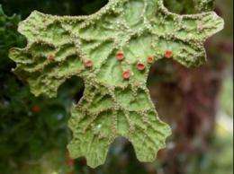 Hidden secrets in the world's most northerly rainforests