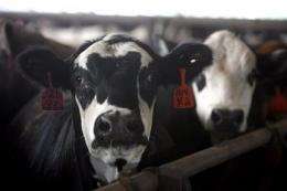 Holstein with mad cow disease was lame, lying down (AP)