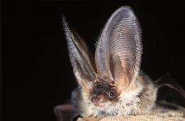 Holy bat detector! Ecologists develop first Europe-wide bat ID tool