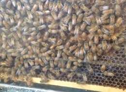 Honeybee disease investigated through hive microbes reseach